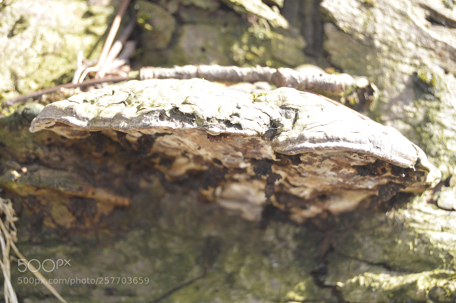 Nikon D3200 sample photo. Dansk natur photography