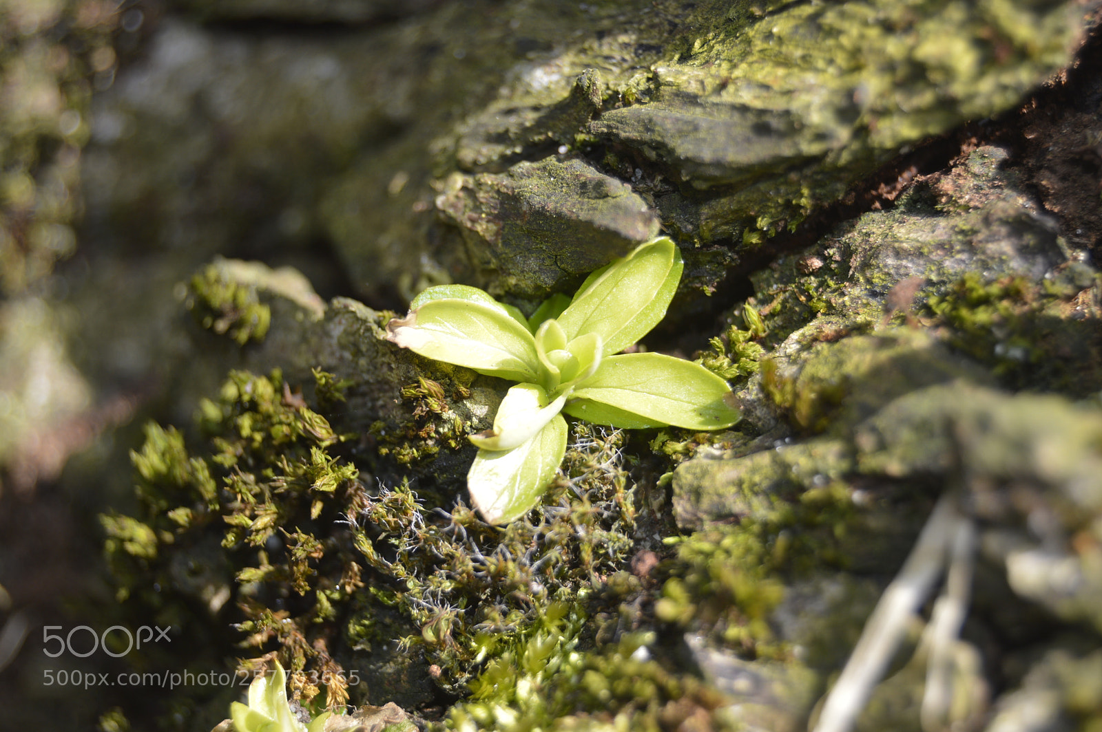 Nikon D3200 sample photo. Dansk natur photography