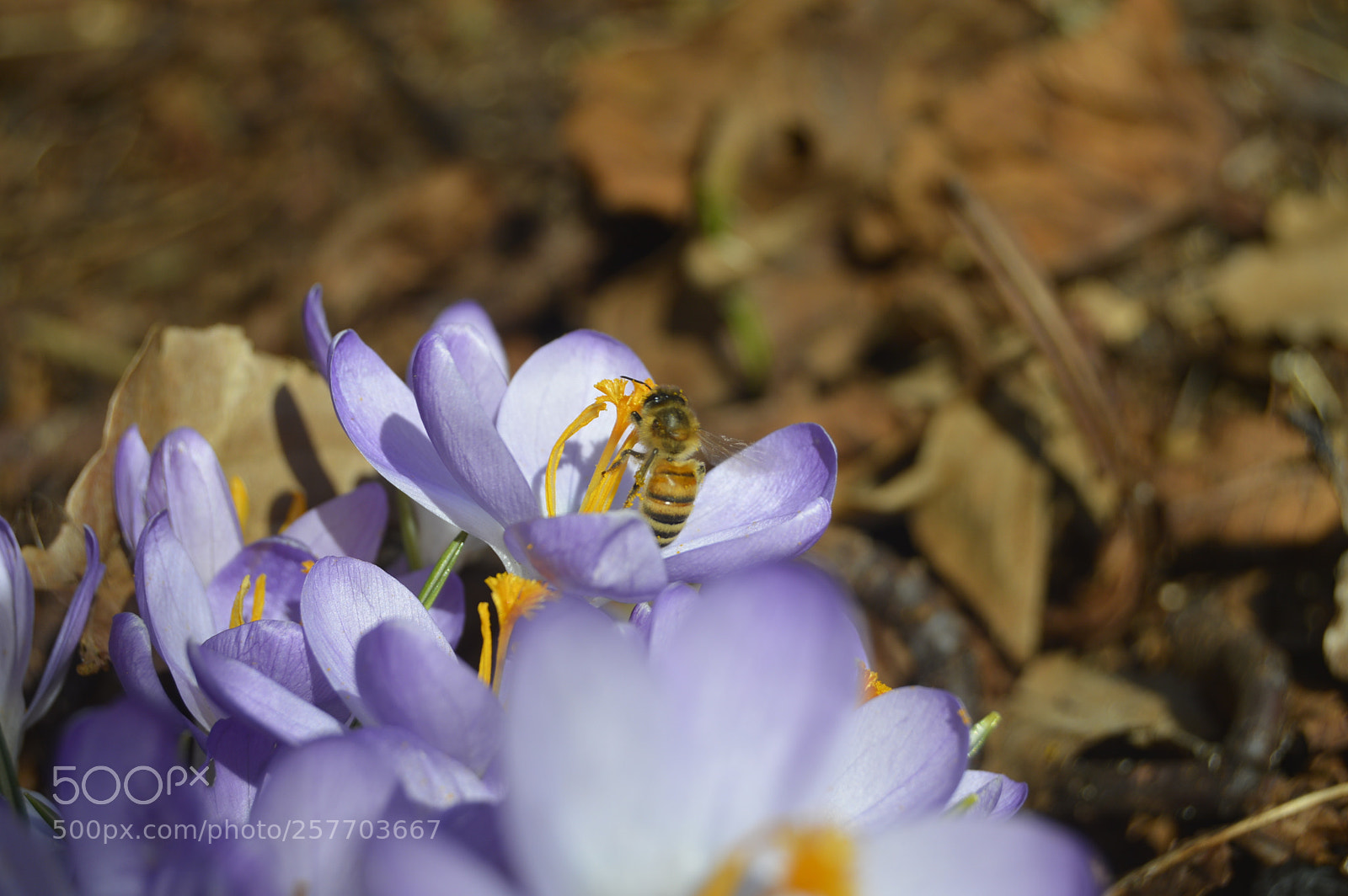 Nikon D3200 sample photo. Dansk natur photography