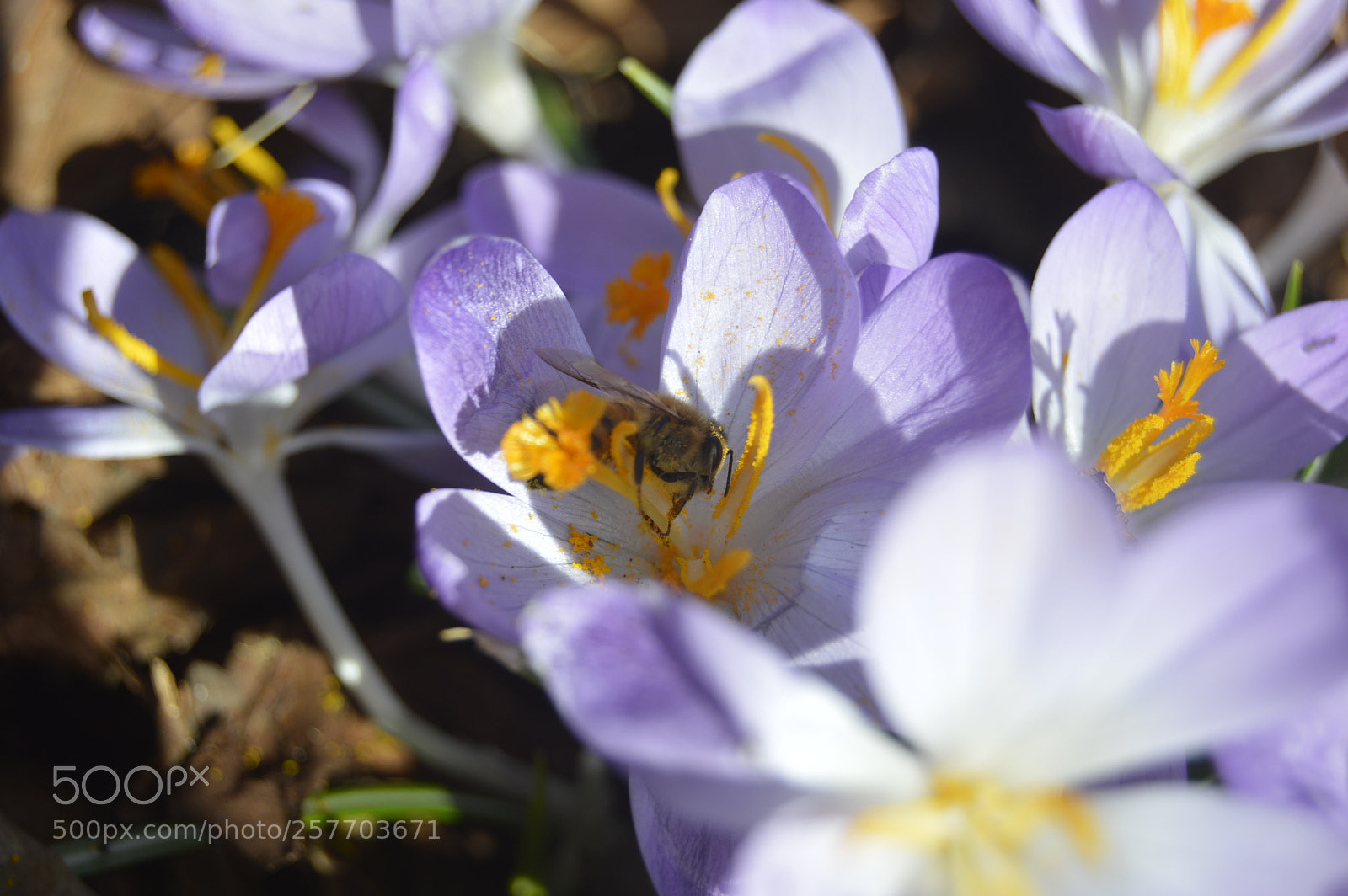 Nikon D3200 sample photo. Dansk natur photography