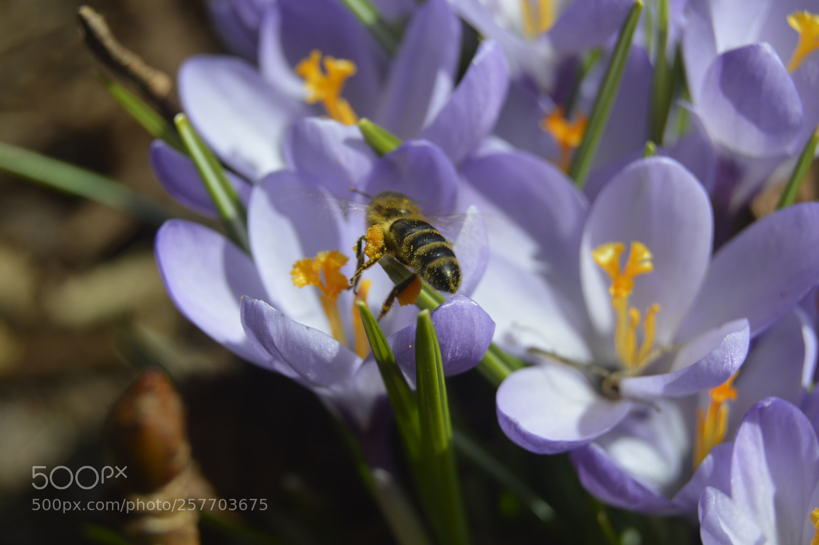 Nikon D3200 sample photo. Dansk natur photography