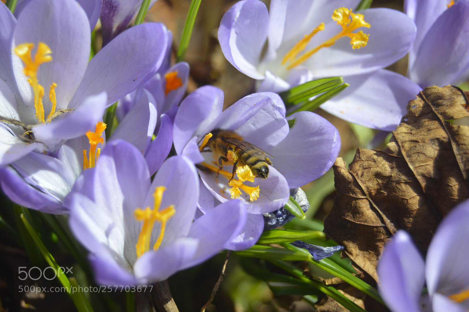 Nikon D3200 sample photo. Dansk natur photography
