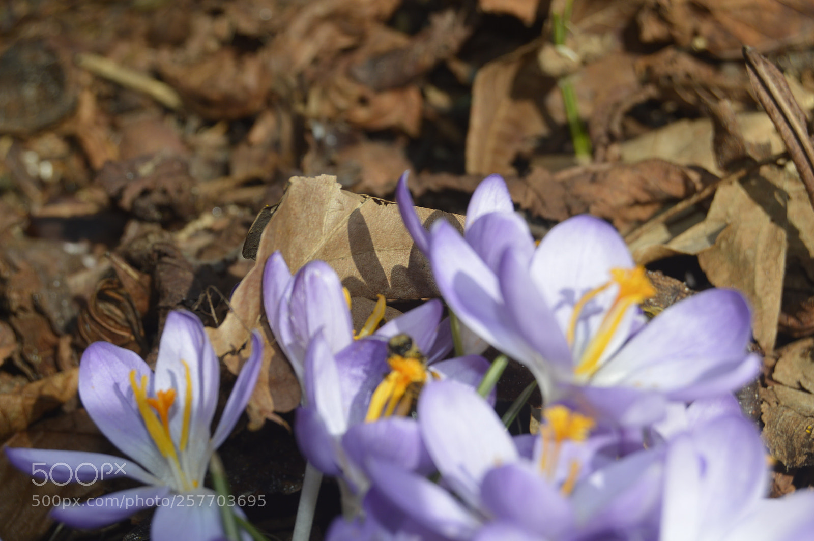Nikon D3200 sample photo. Dansk natur photography