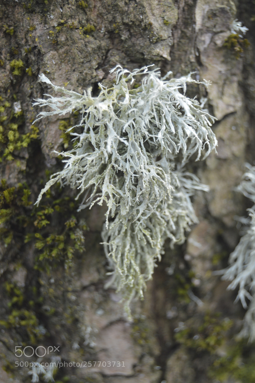 Nikon D3200 sample photo. Dansk natur photography