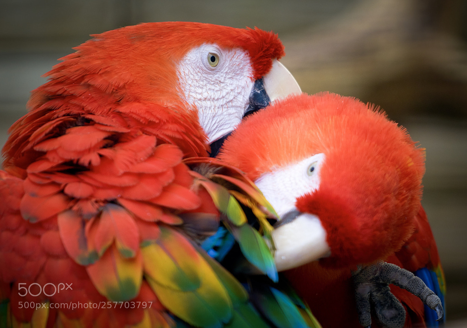 Sony a7R III sample photo. Ara / parrot photography