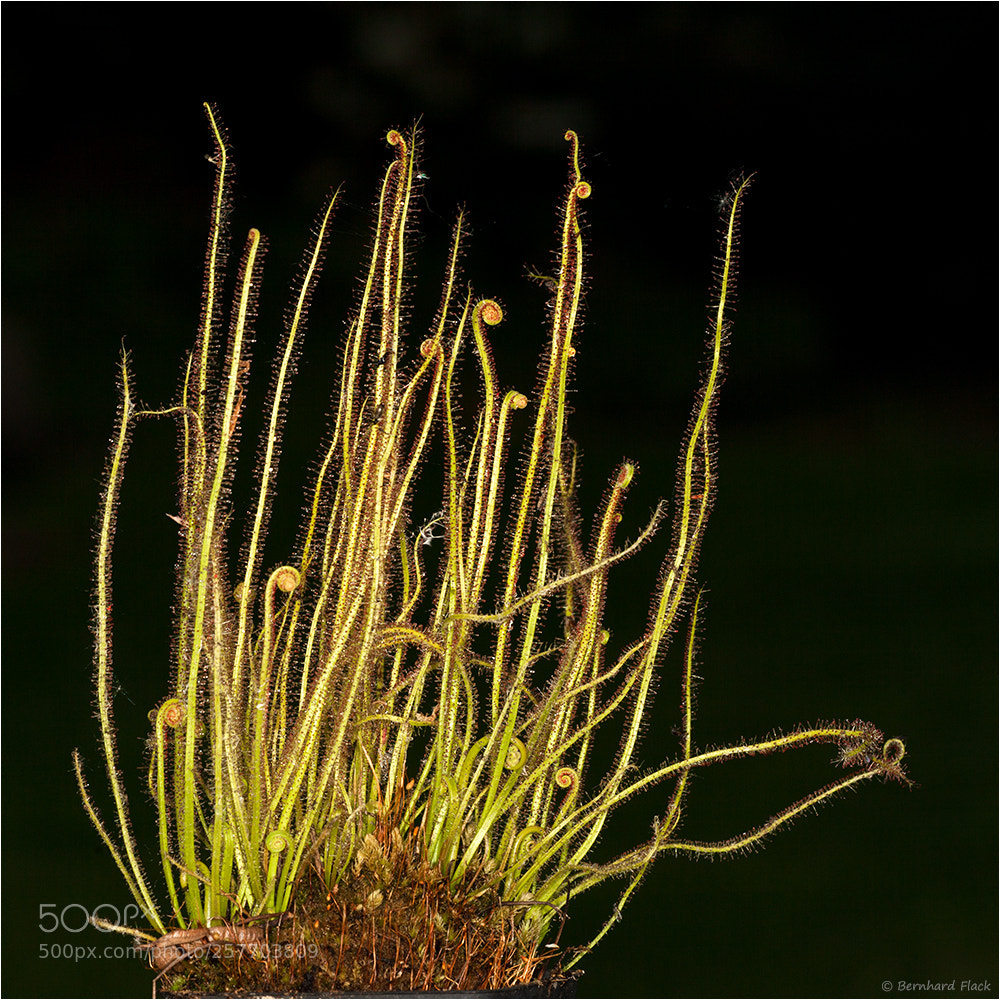 Canon EOS 5D Mark II sample photo. Sonnentau photography