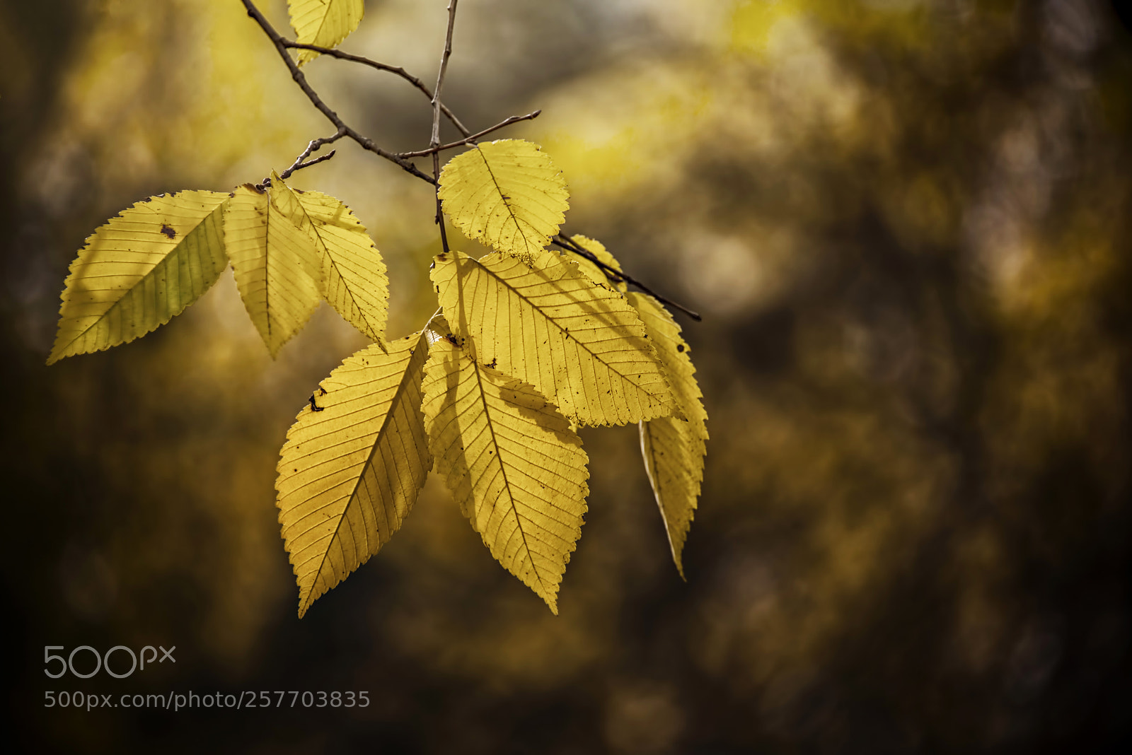 Nikon D800E sample photo. Parting photography