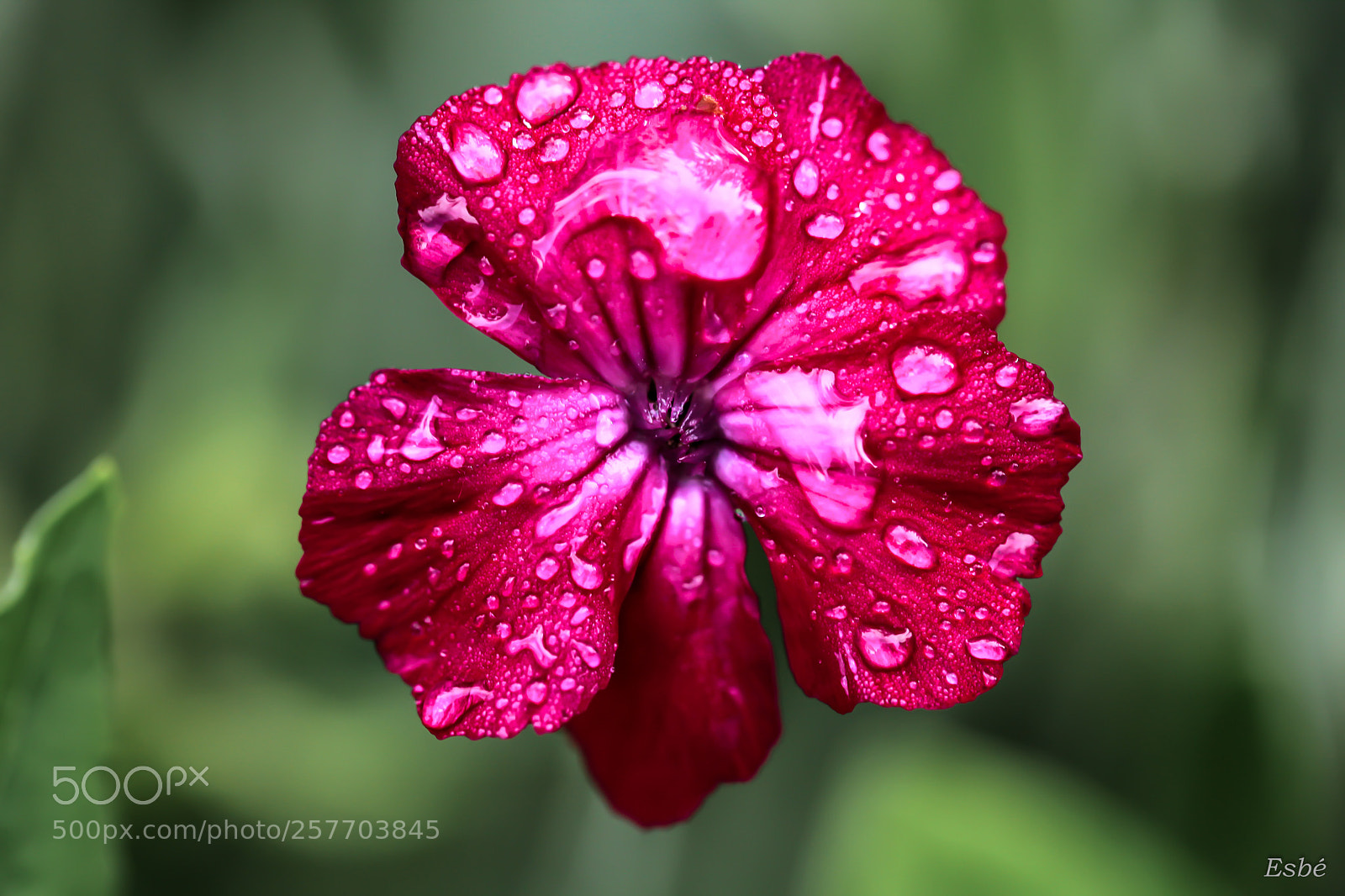 Canon EOS 5D Mark II sample photo. Garden session (3) photography