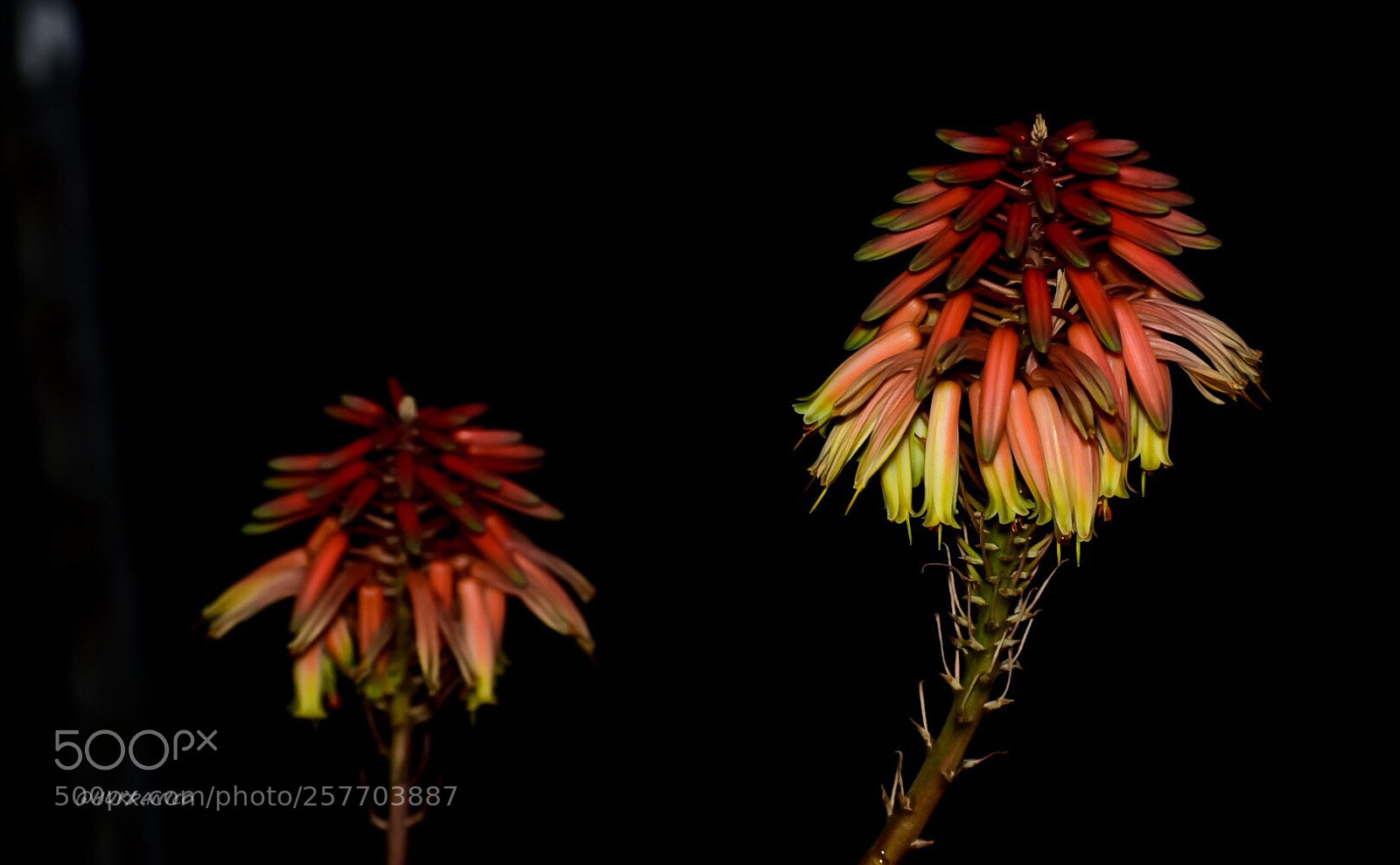 Nikon D5300 sample photo. From dark to light photography