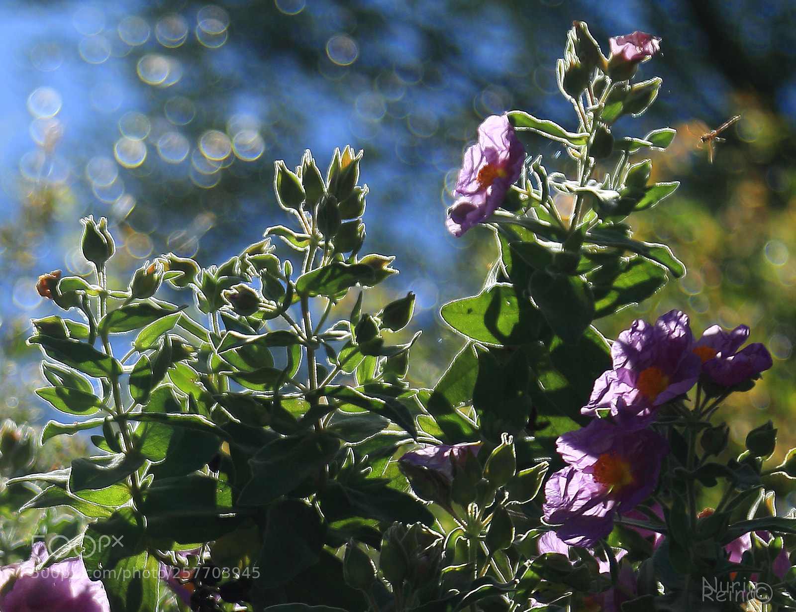 Canon EOS 70D sample photo. Untitled photography