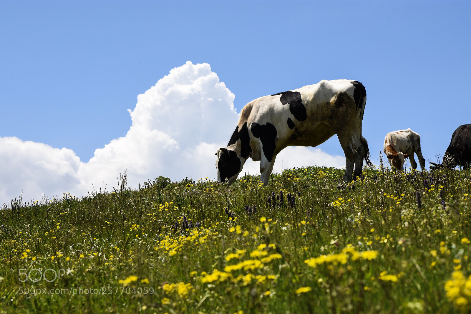 Nikon D7200 sample photo. Grazing  photography