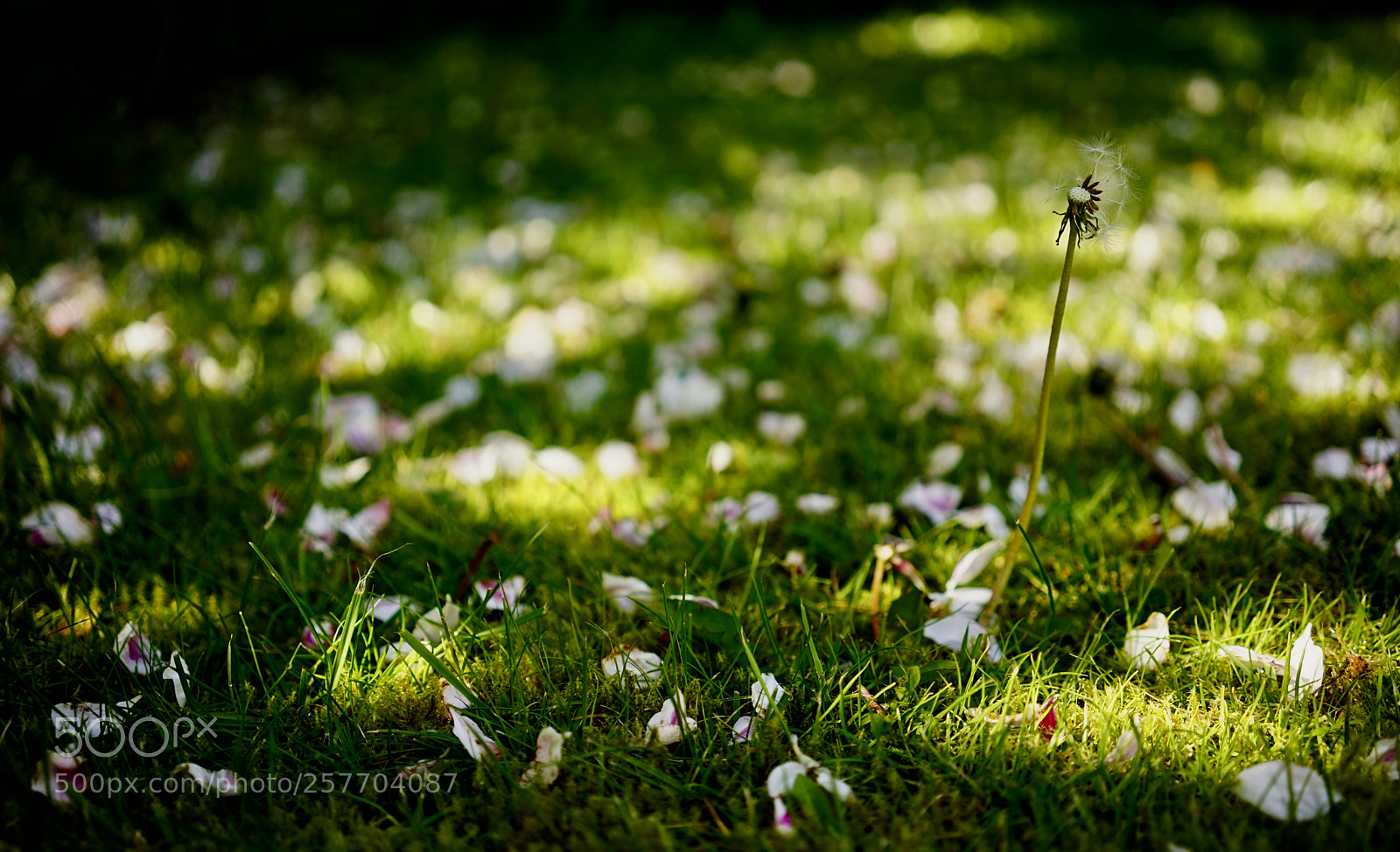 Sony a7 sample photo. Dandelion time. photography
