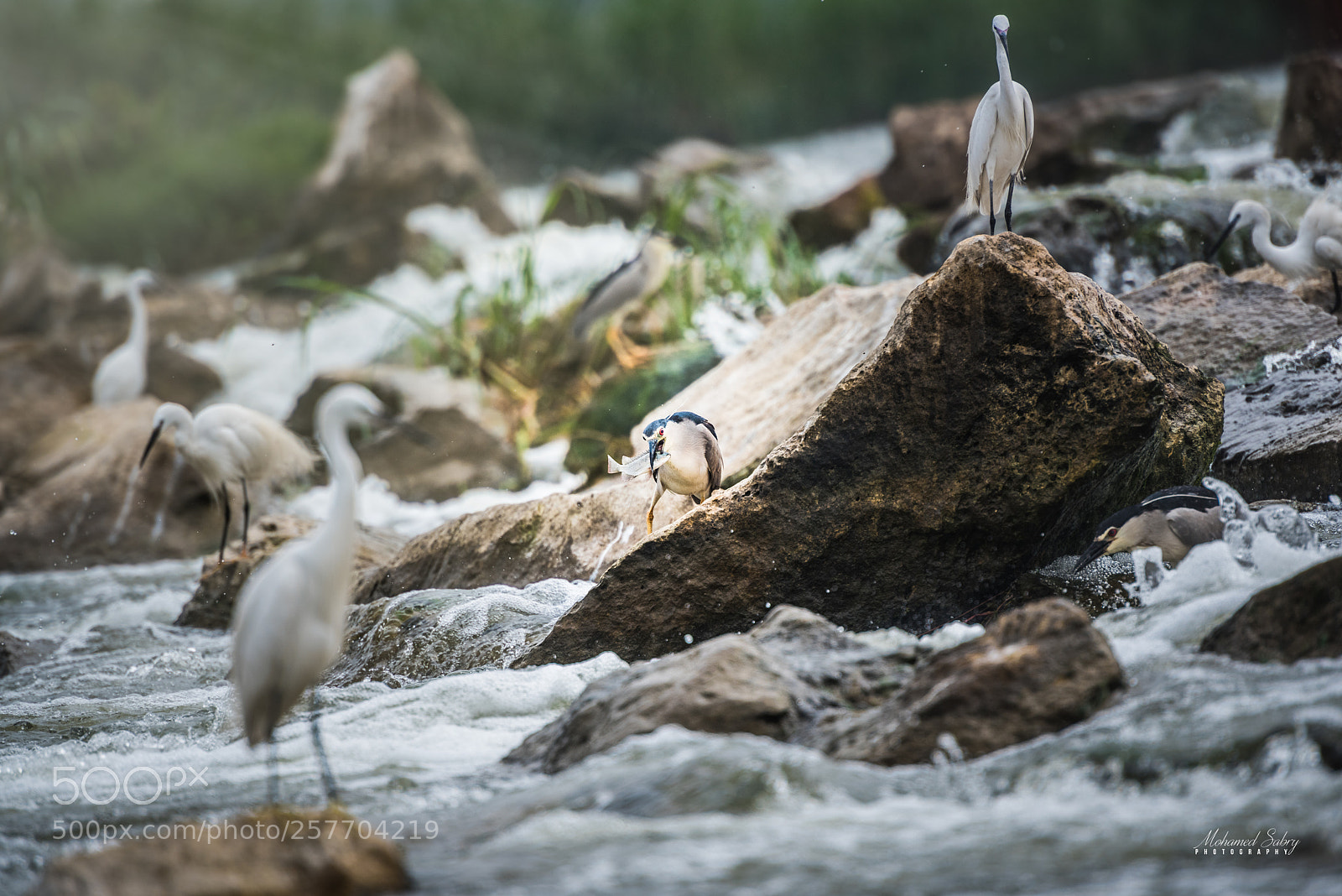 Nikon D810 sample photo. Kingdom of fishers photography