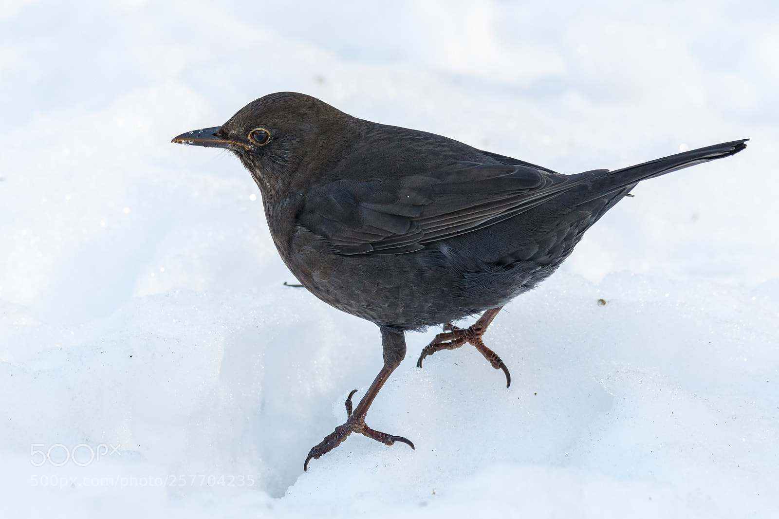 Canon EOS 7D Mark II sample photo. Blackbird photography