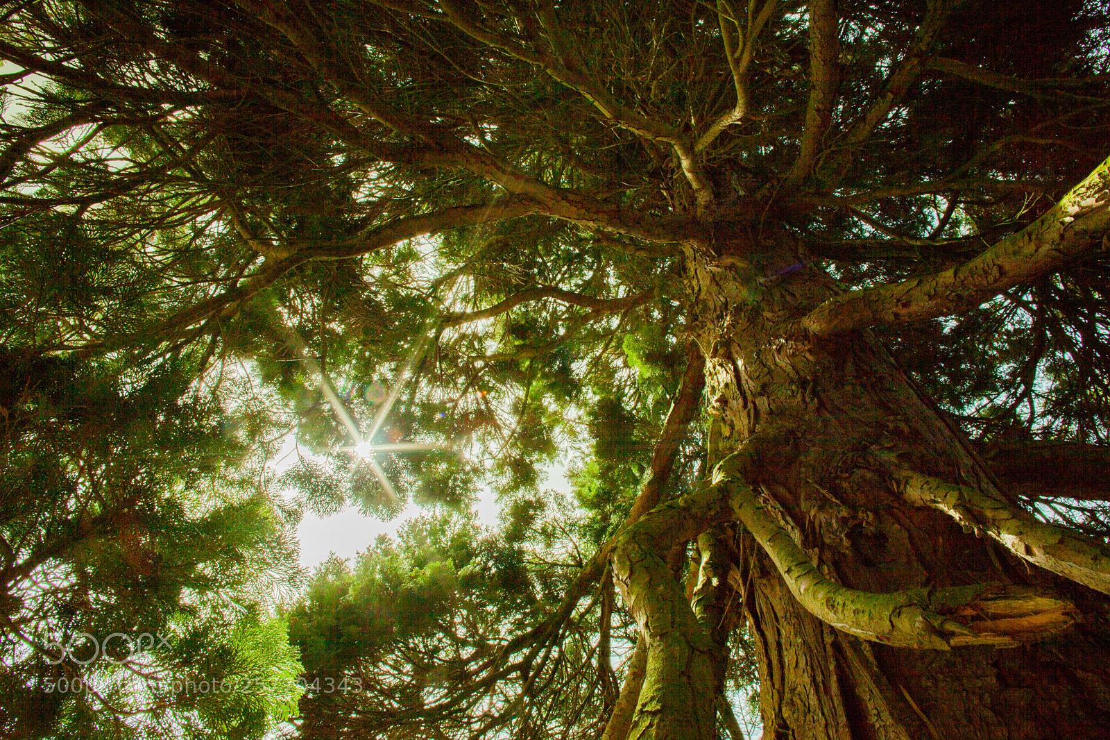 Canon EOS 5D Mark II sample photo. Tree in the sun photography