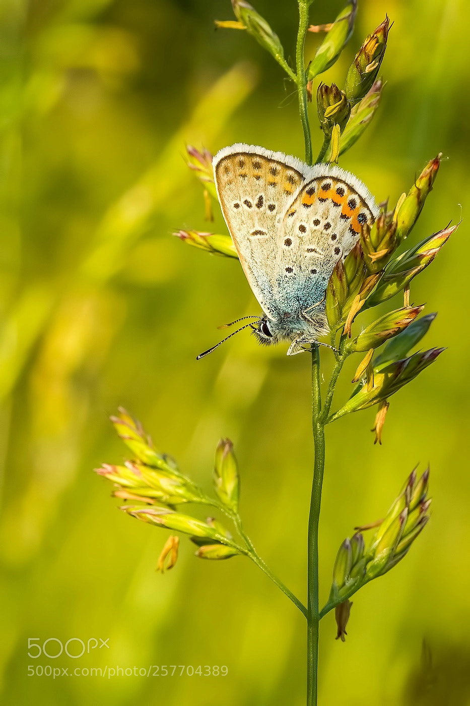 Olympus OM-D E-M10 sample photo. Common blue photography