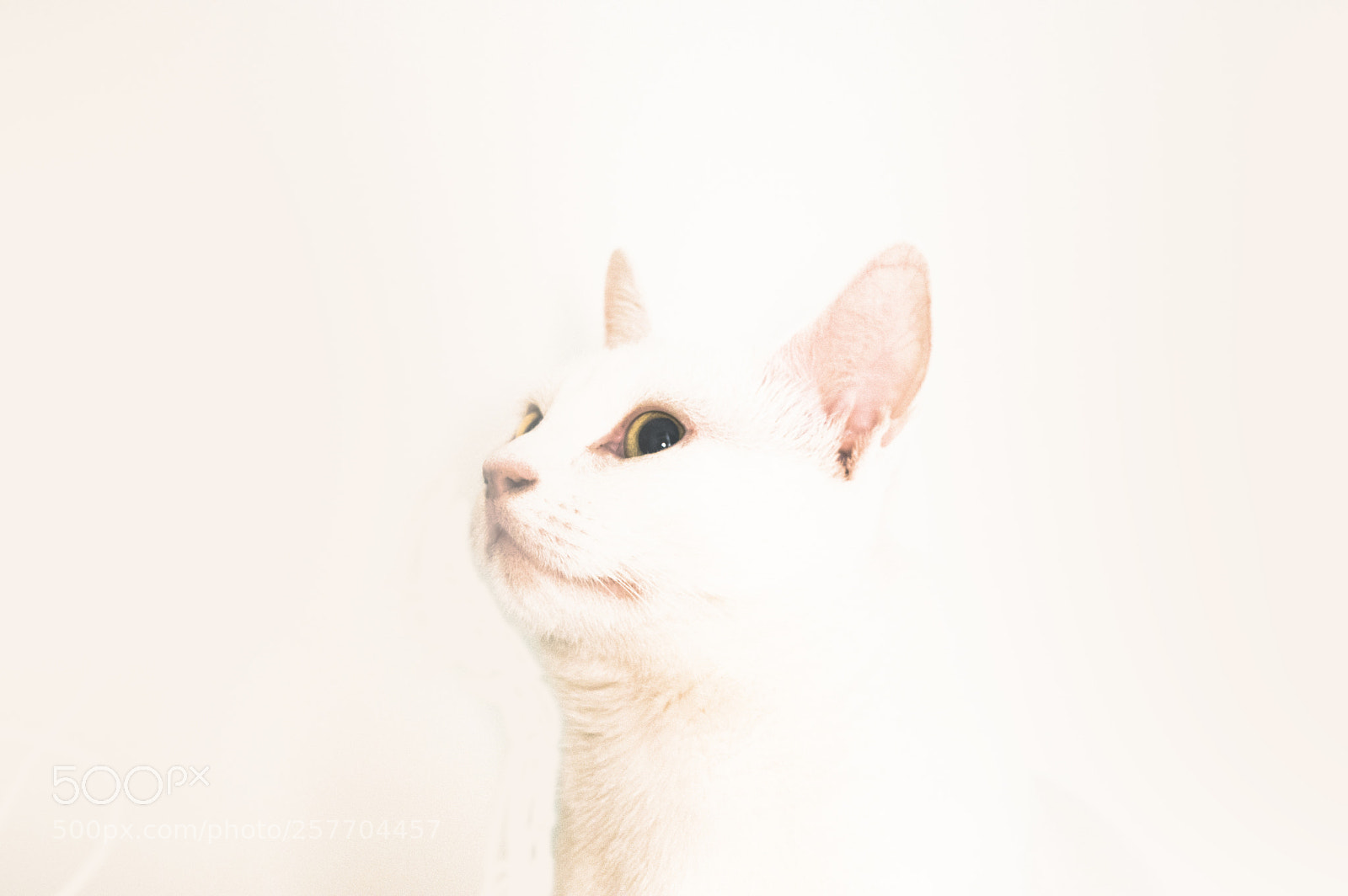 Nikon D3200 sample photo. White cat photography