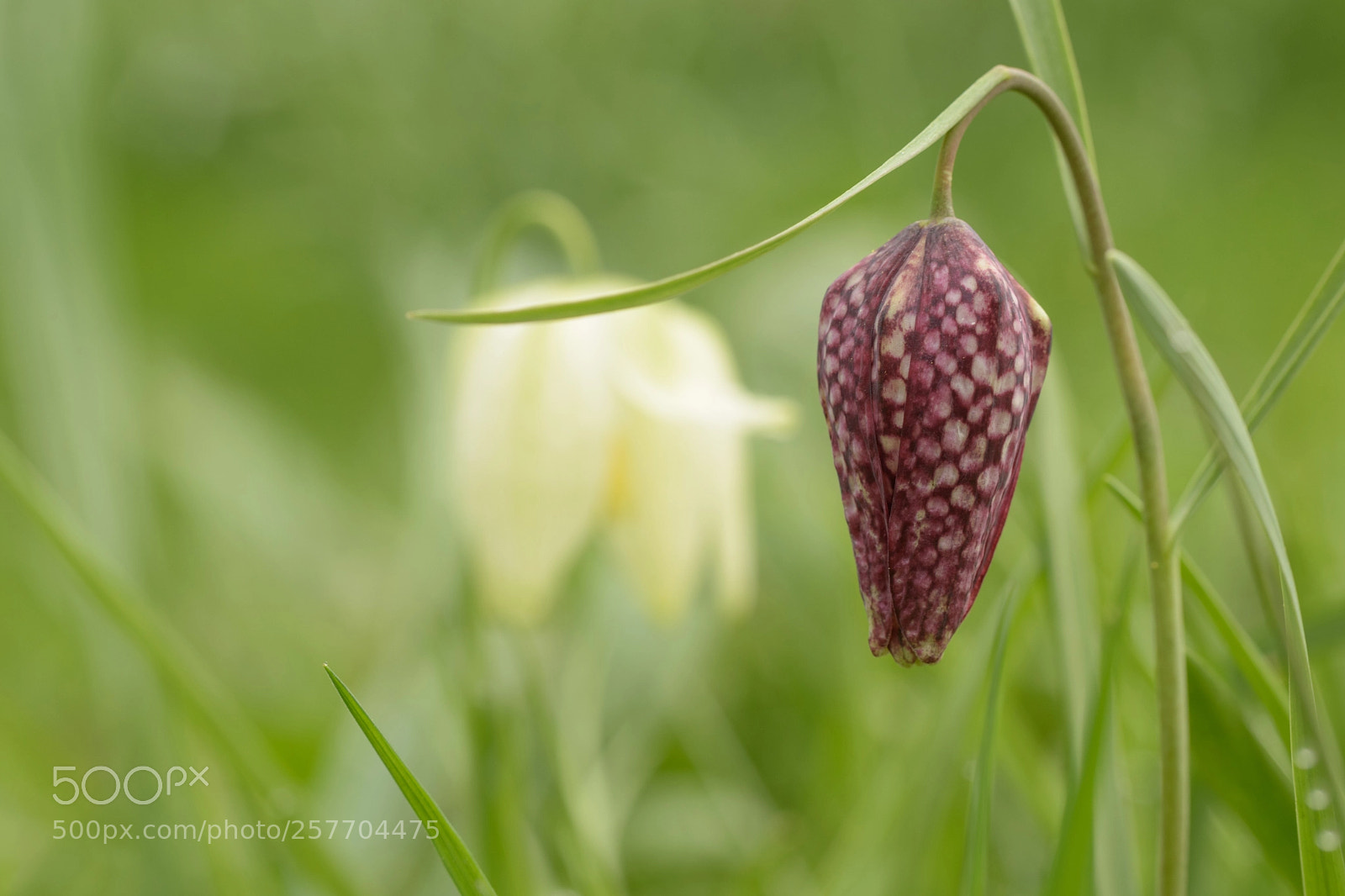Nikon D5500 sample photo. That was yesterday.. photography