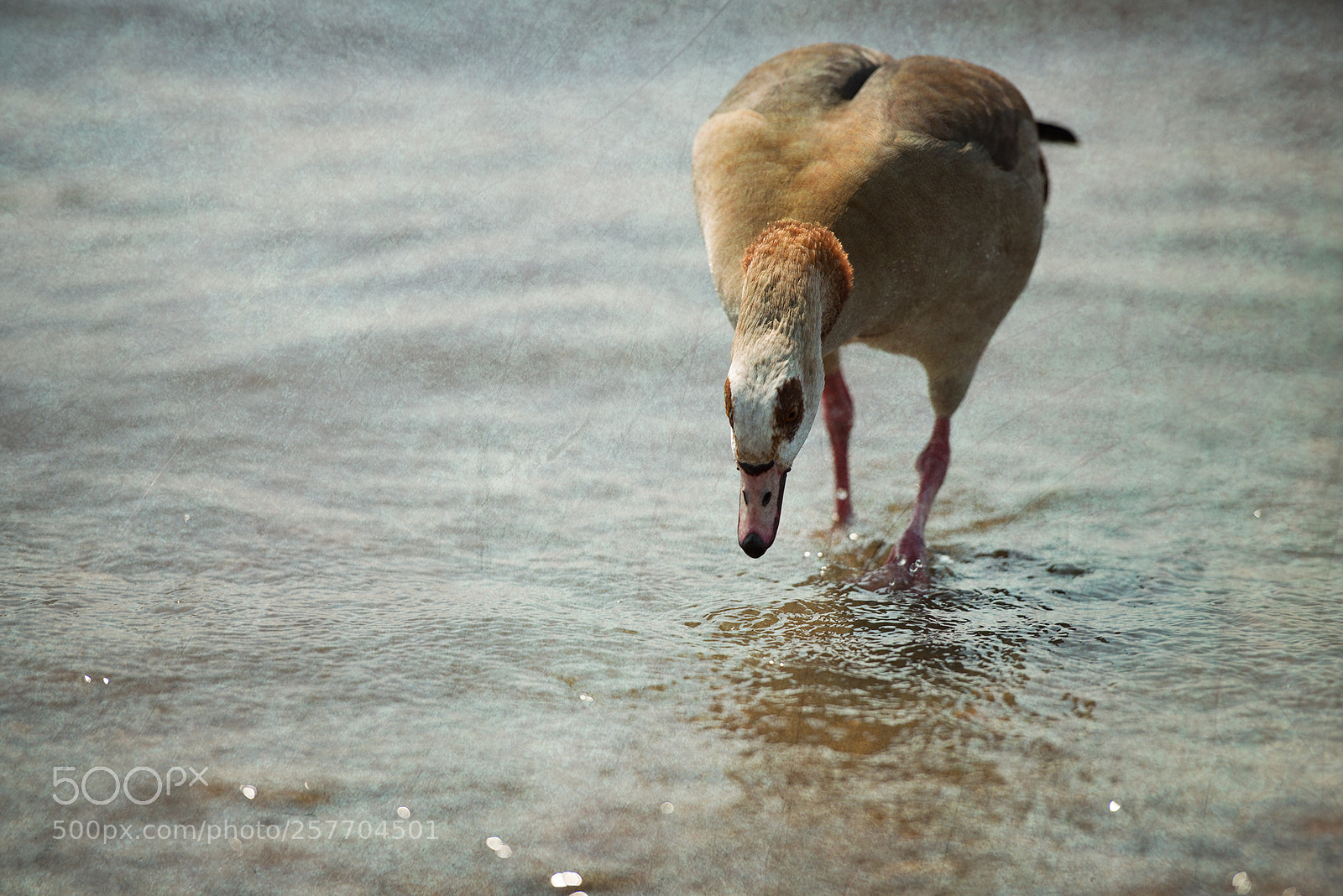 Nikon D800 sample photo. Nilgans (2) - (alopochen aegyptiaca) photography
