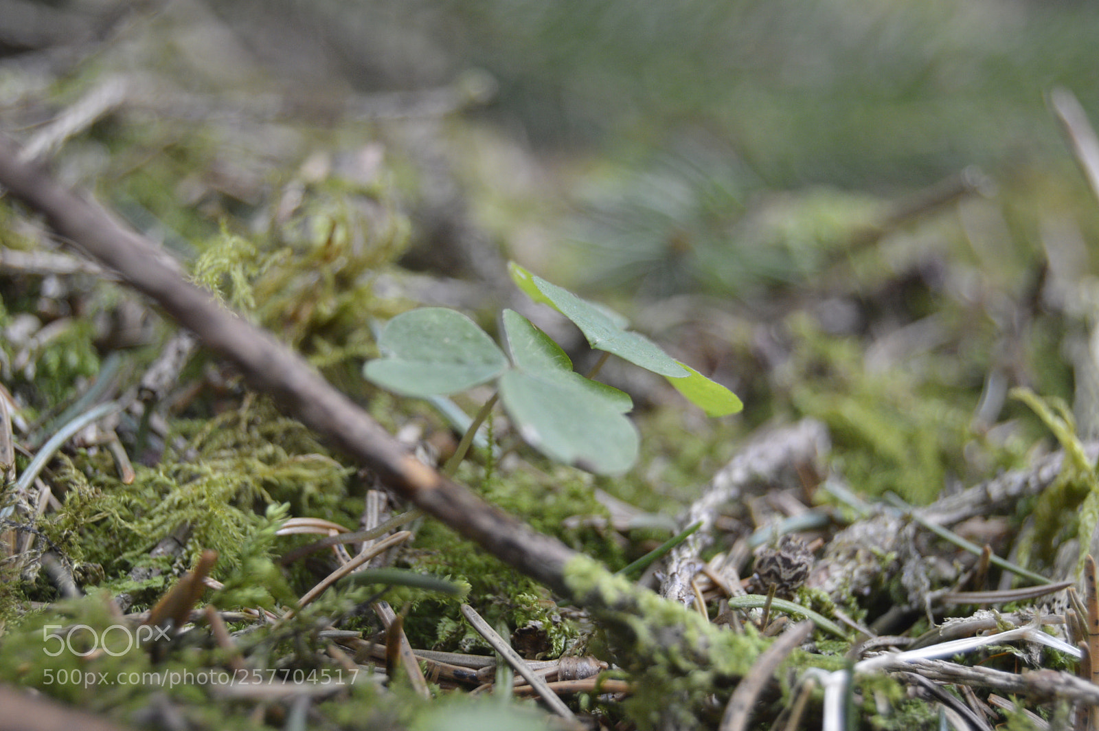 Nikon D3200 sample photo. Dansk natur photography