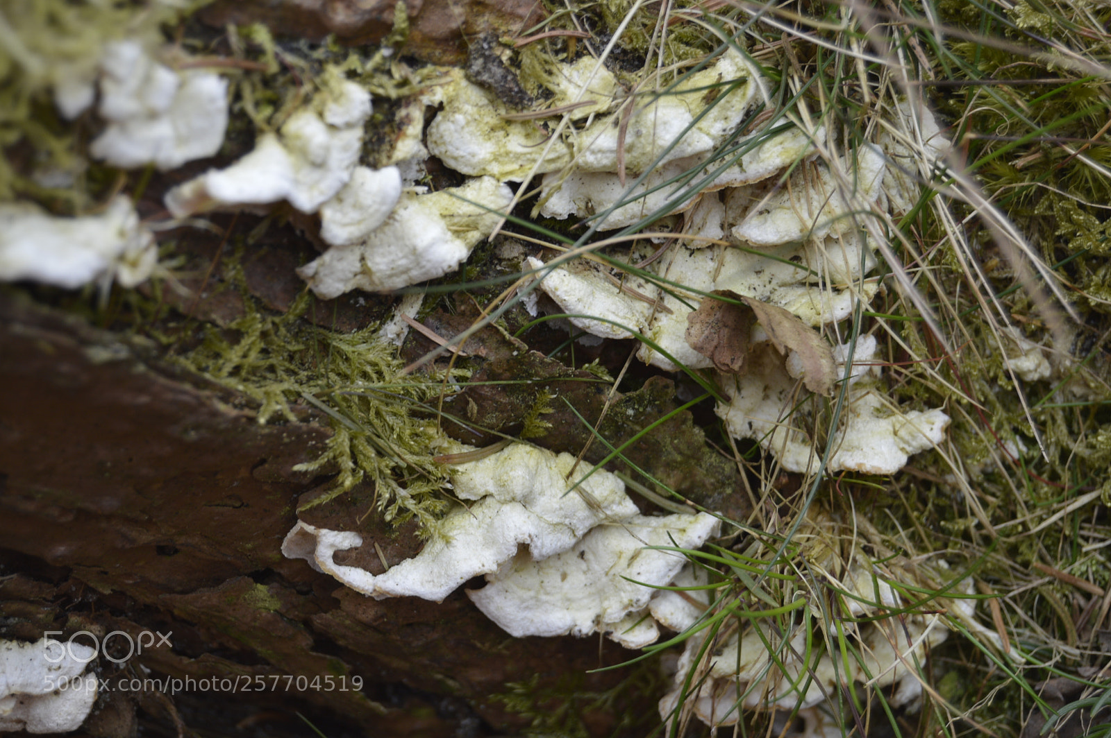 Nikon D3200 sample photo. Dansk natur photography