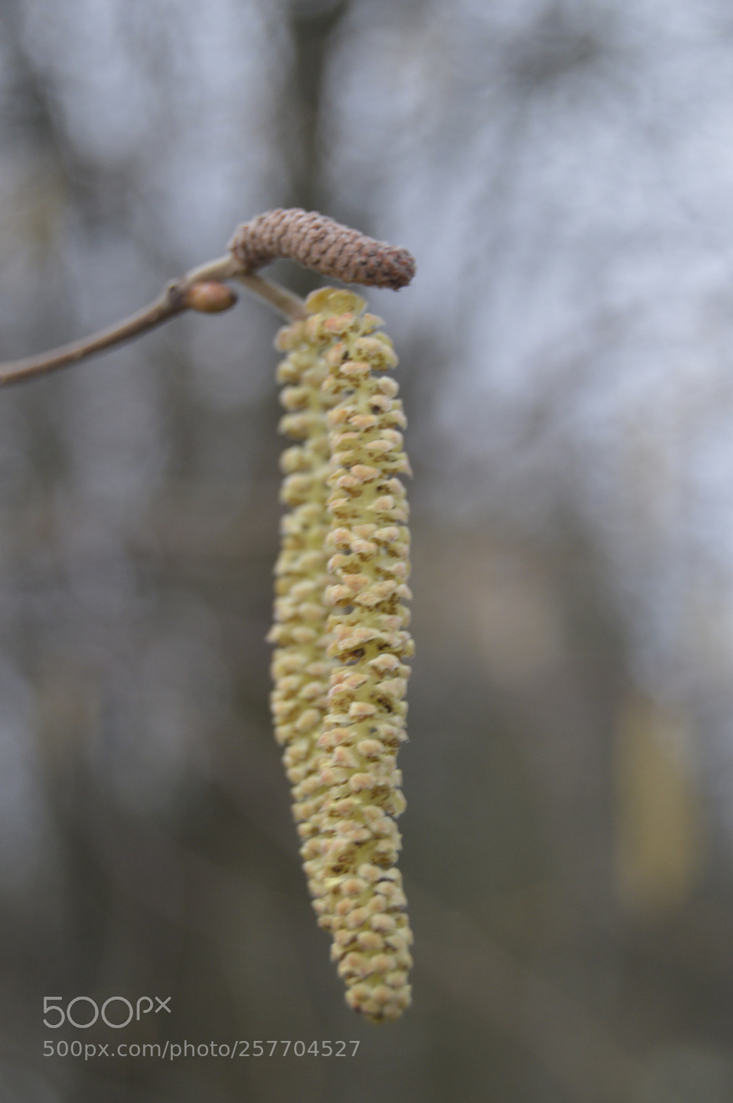 Nikon D3200 sample photo. Dansk natur photography