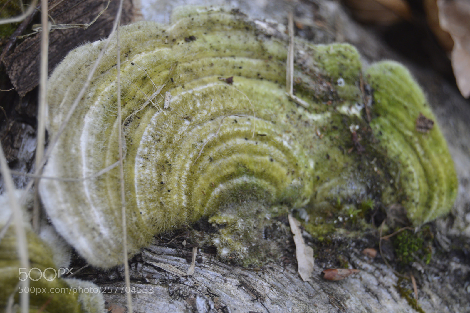 Nikon D3200 sample photo. Dansk natur photography