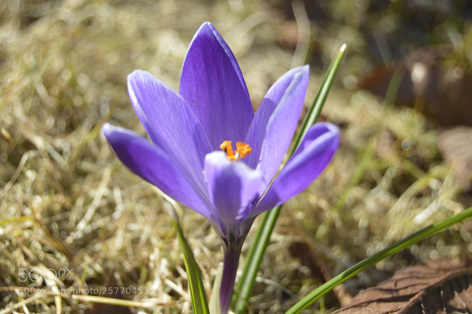 Nikon D3200 sample photo. Dansk natur photography