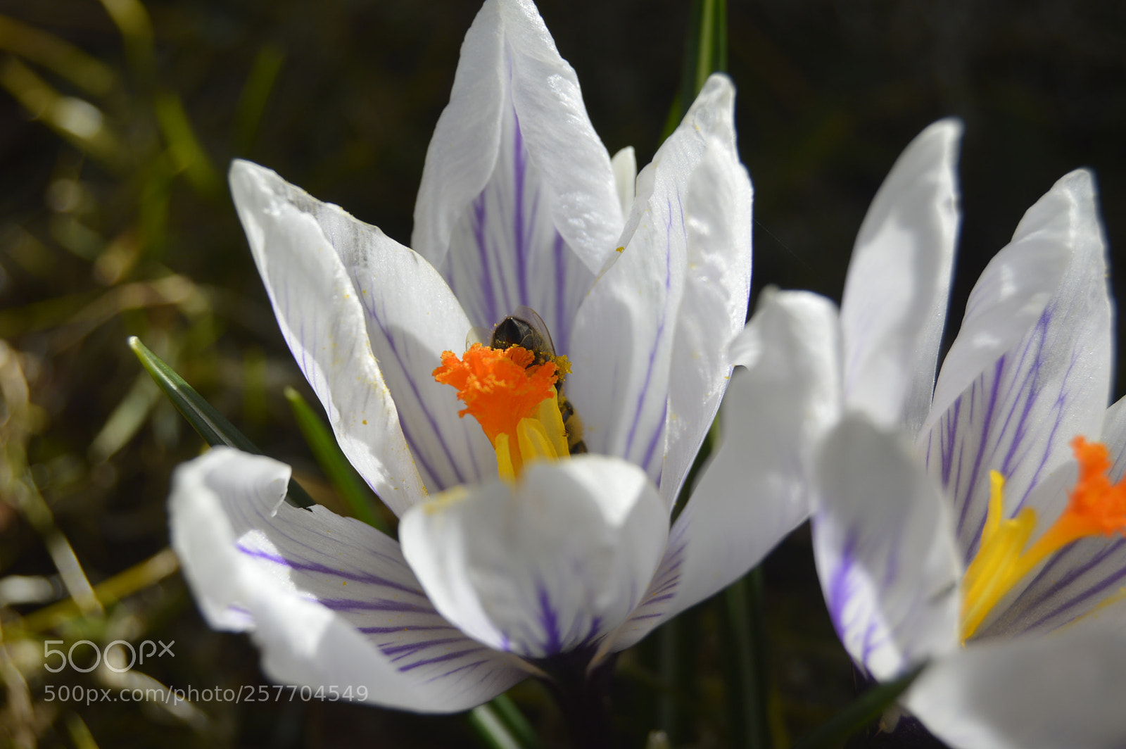 Nikon D3200 sample photo. Dansk natur photography