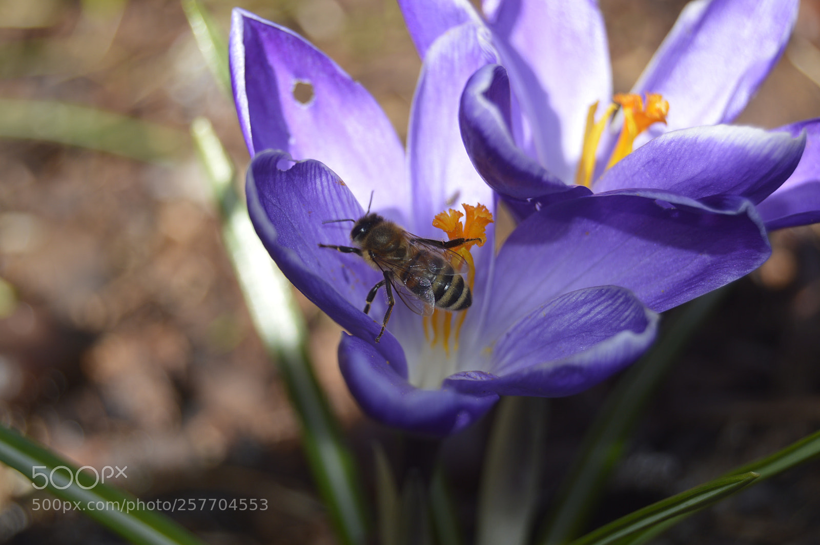 Nikon D3200 sample photo. Dansk natur photography