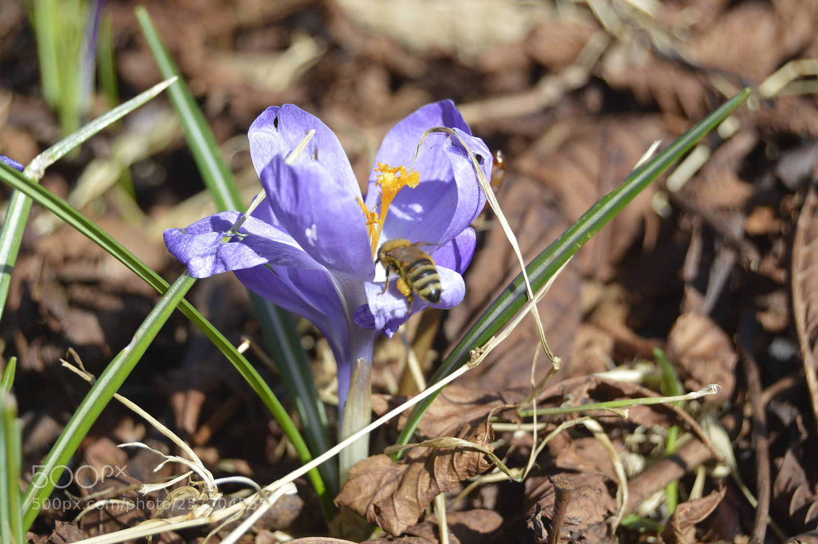 Nikon D3200 sample photo. Dansk natur photography