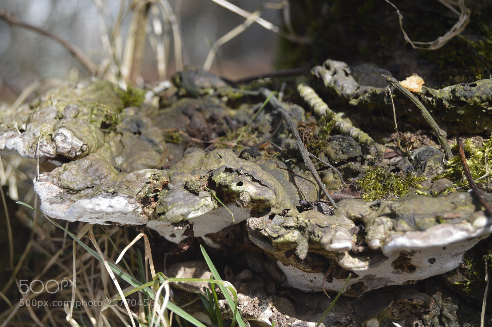 Nikon D3200 sample photo. Dansk natur photography