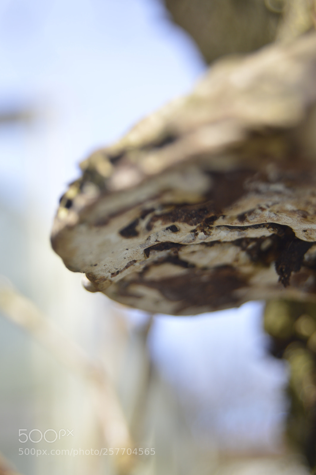 Nikon D3200 sample photo. Dansk natur photography