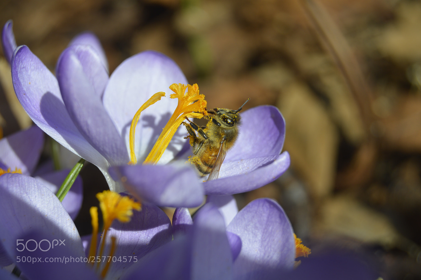 Nikon D3200 sample photo. Dansk natur photography