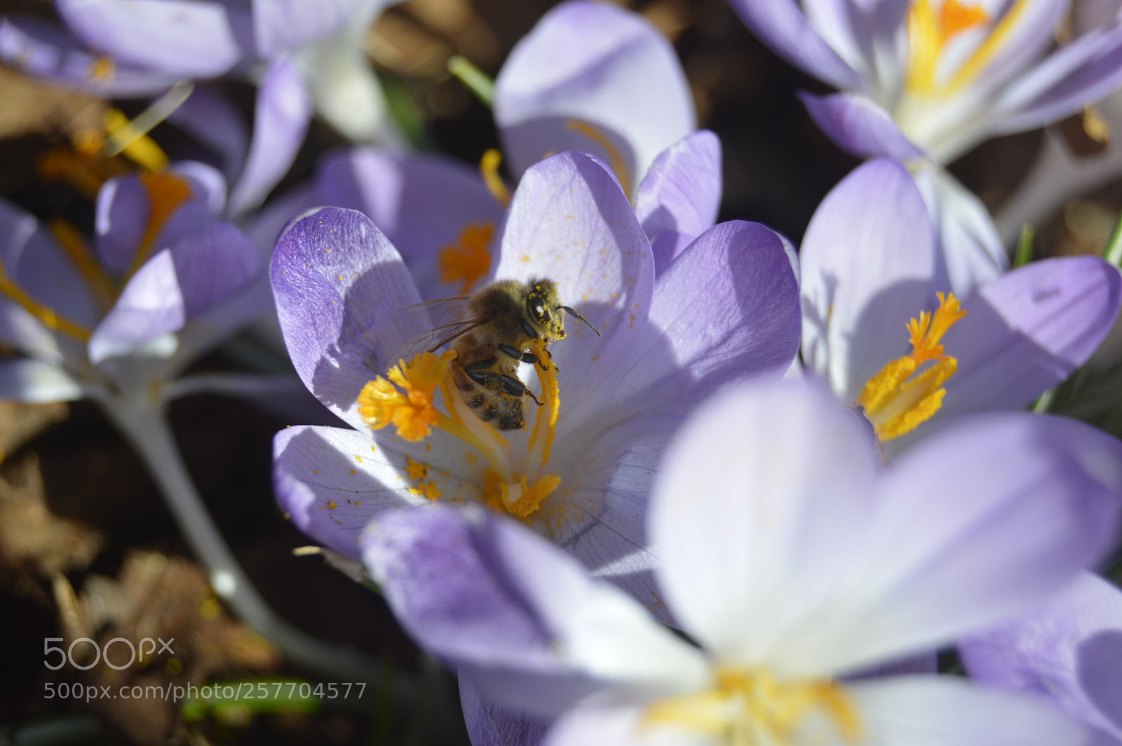 Nikon D3200 sample photo. Dansk natur photography