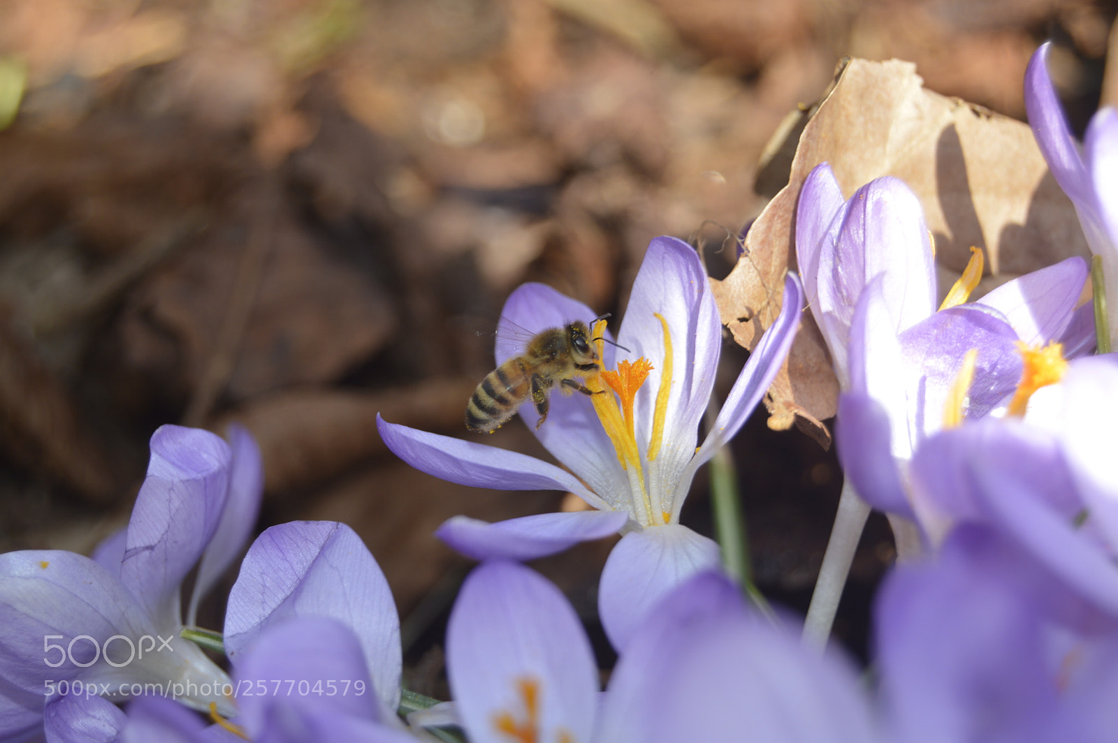 Nikon D3200 sample photo. Dansk natur photography