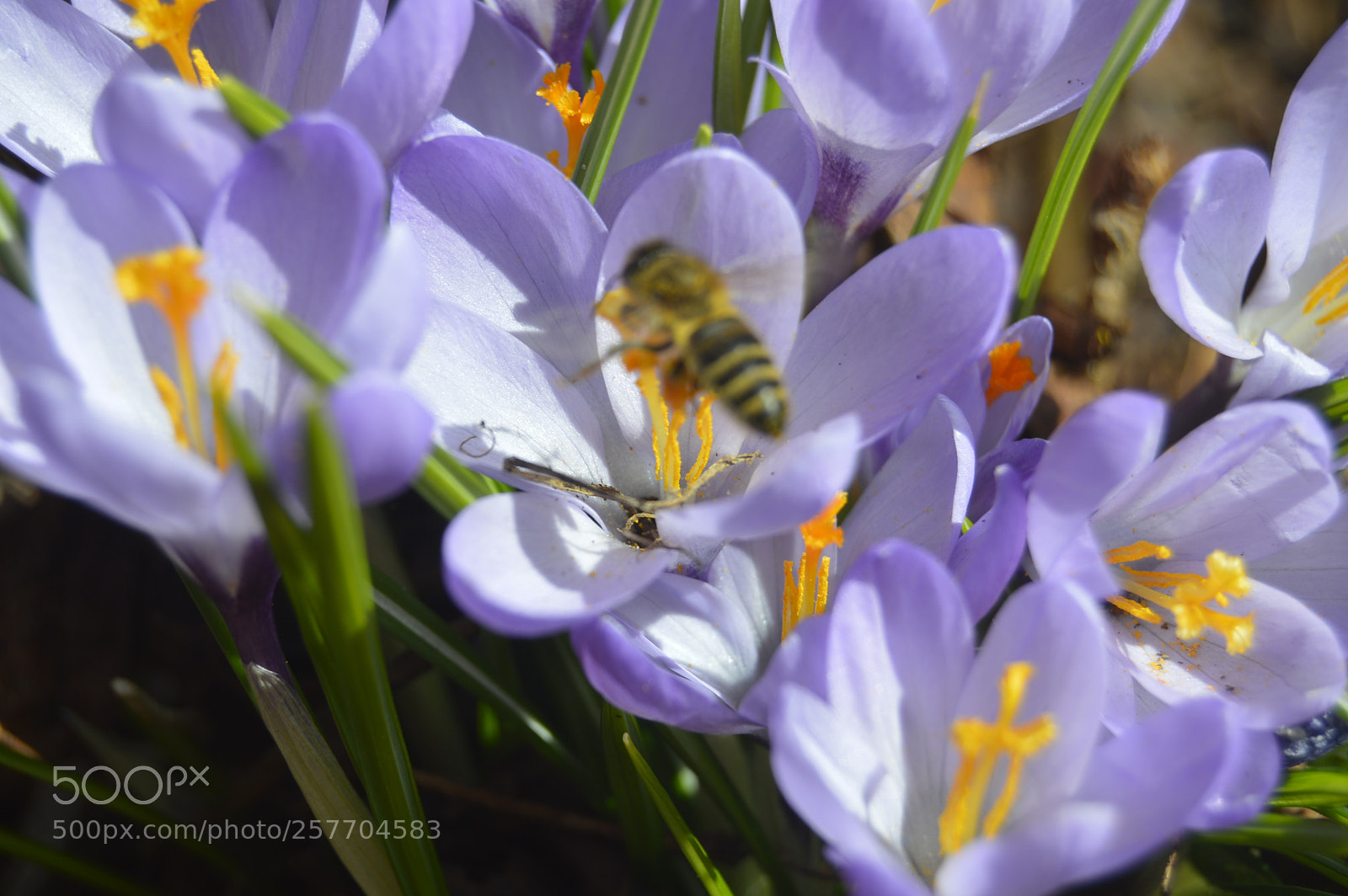 Nikon D3200 sample photo. Dansk natur photography