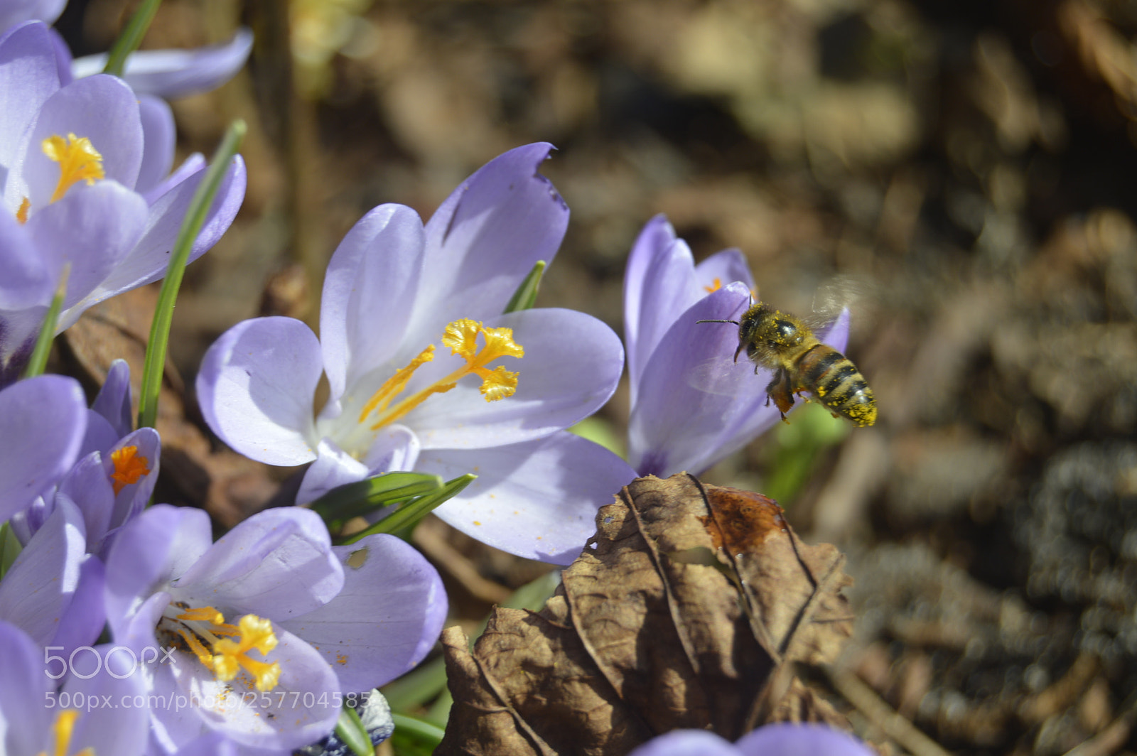 Nikon D3200 sample photo. Dansk natur photography