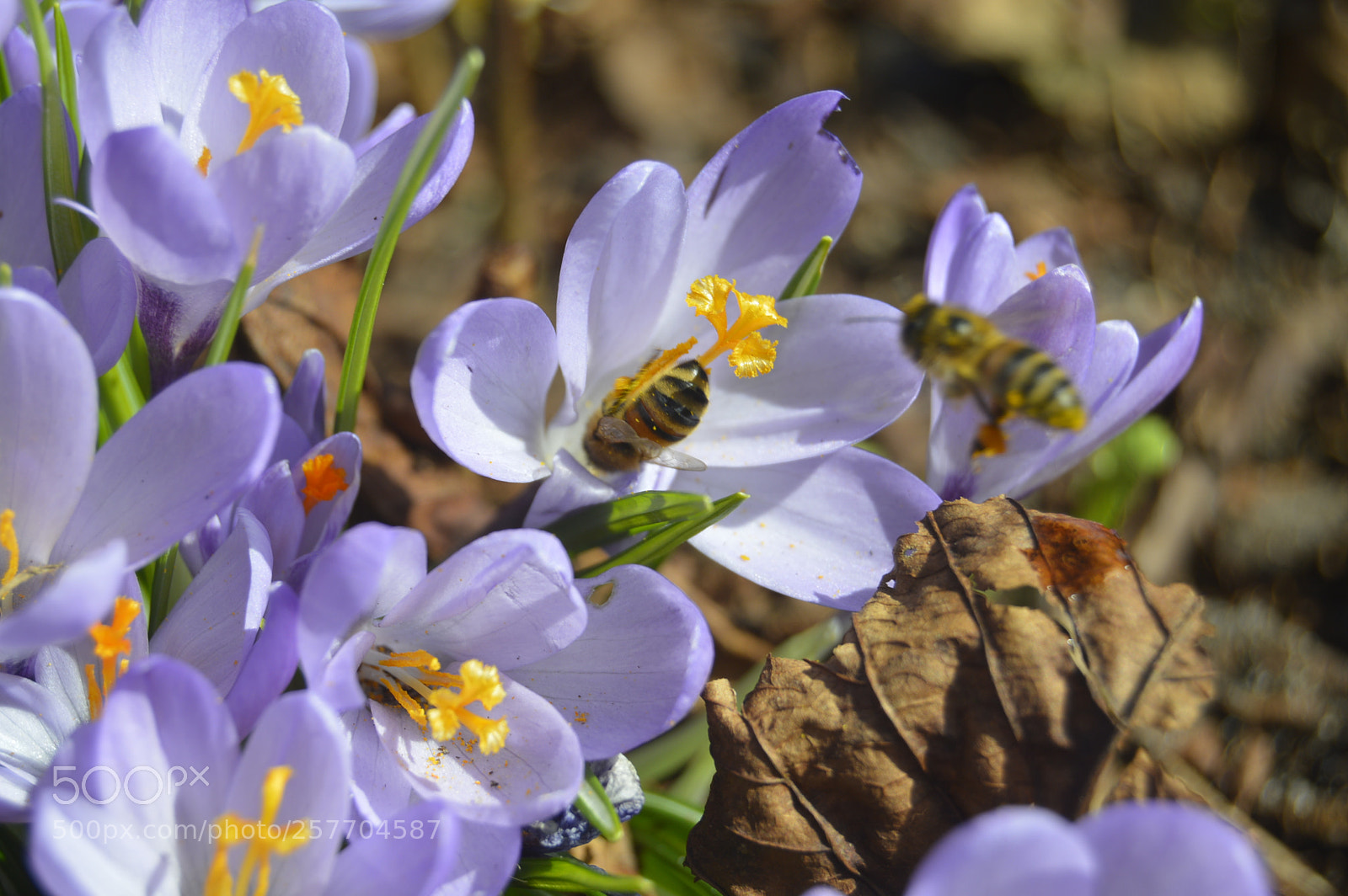 Nikon D3200 sample photo. Dansk natur photography
