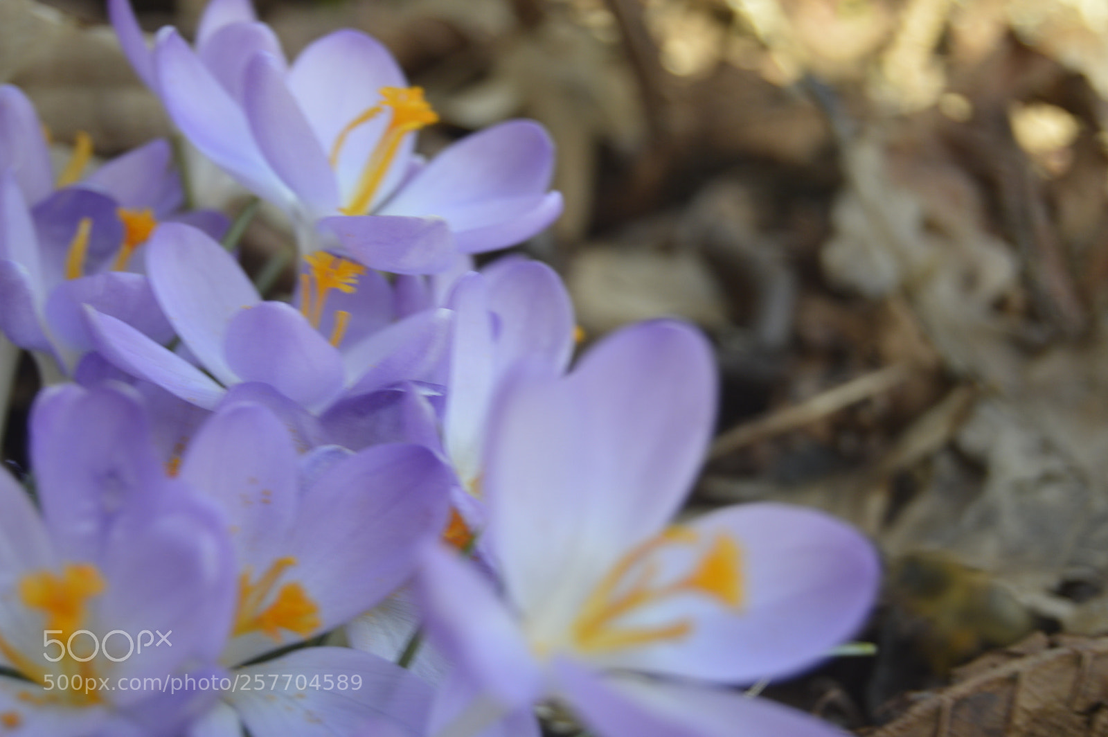Nikon D3200 sample photo. Dansk natur photography