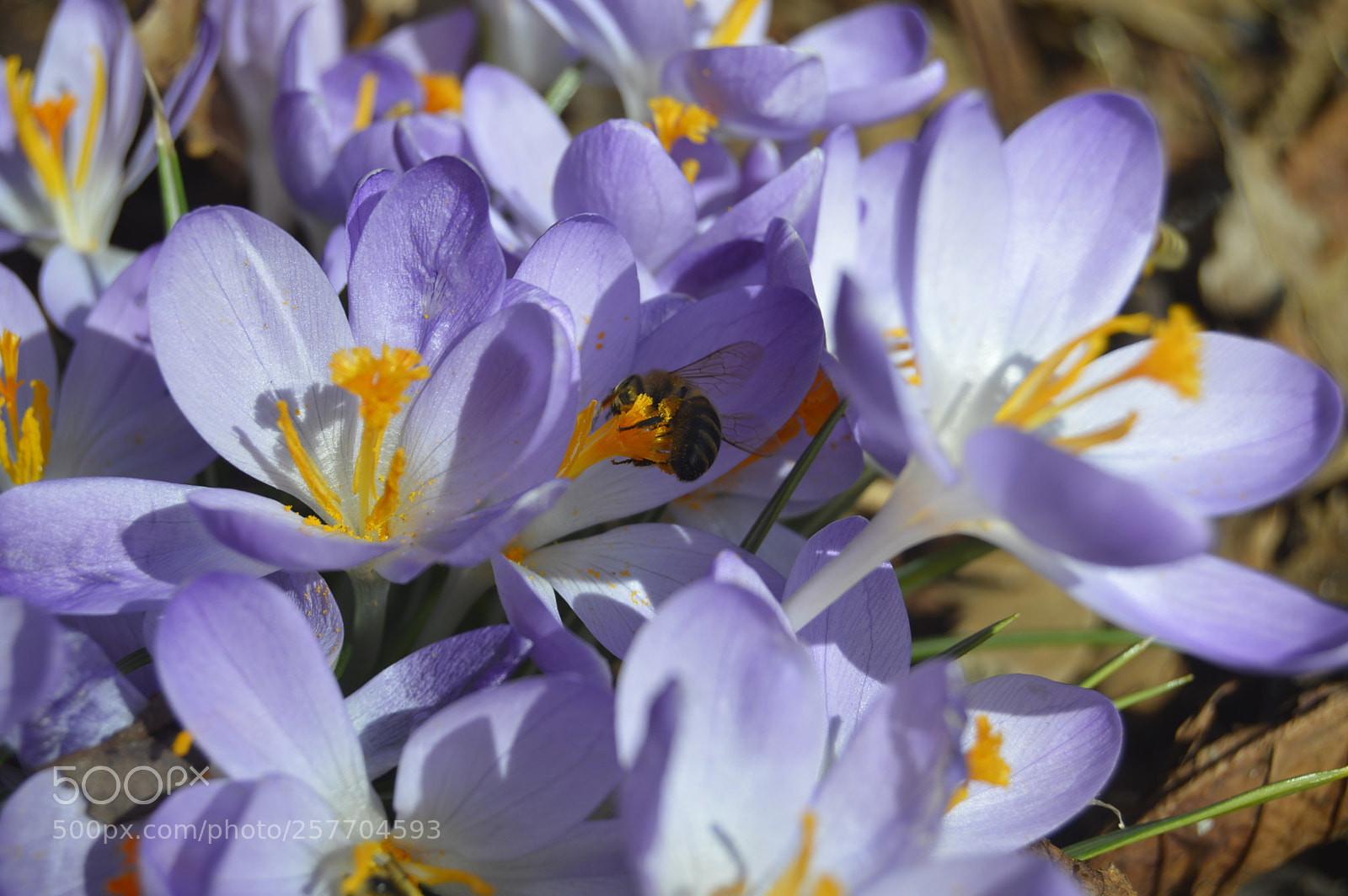 Nikon D3200 sample photo. Dansk natur photography