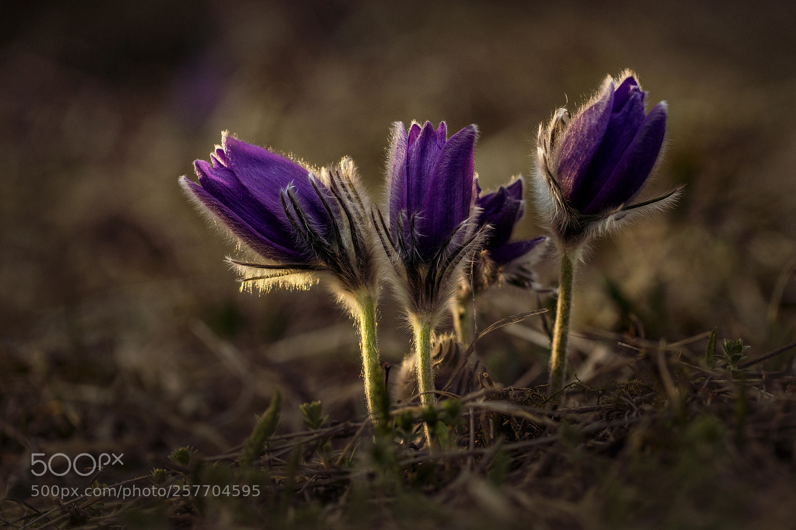 Canon EOS 6D sample photo. Springtime photography