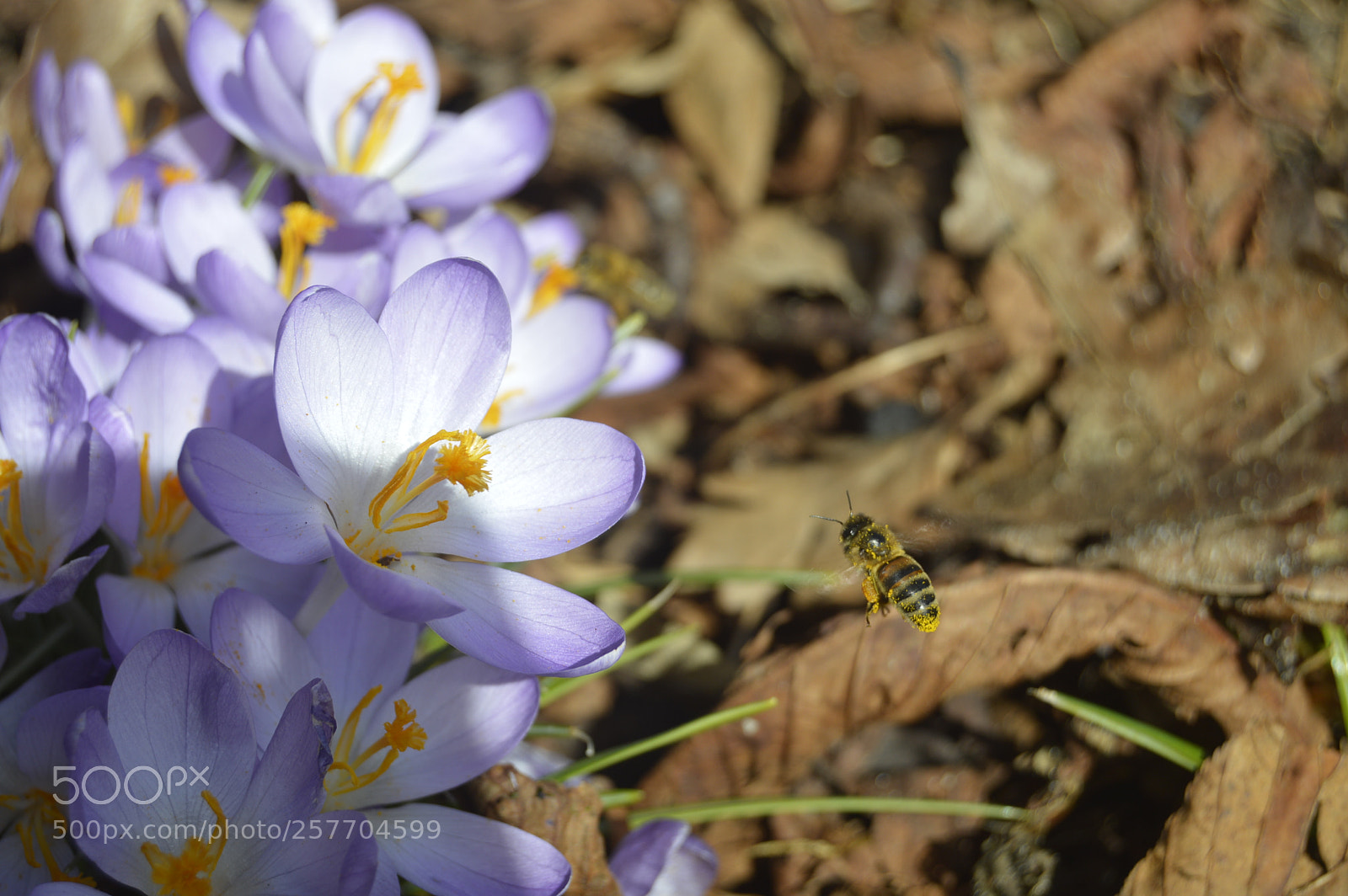 Nikon D3200 sample photo. Dansk natur photography