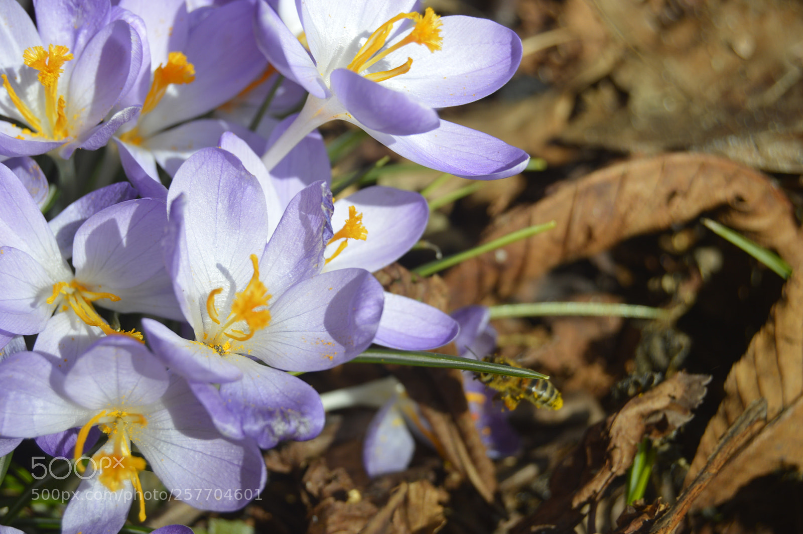 Nikon D3200 sample photo. Dansk natur photography