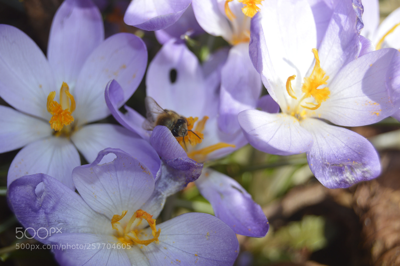 Nikon D3200 sample photo. Dansk natur photography