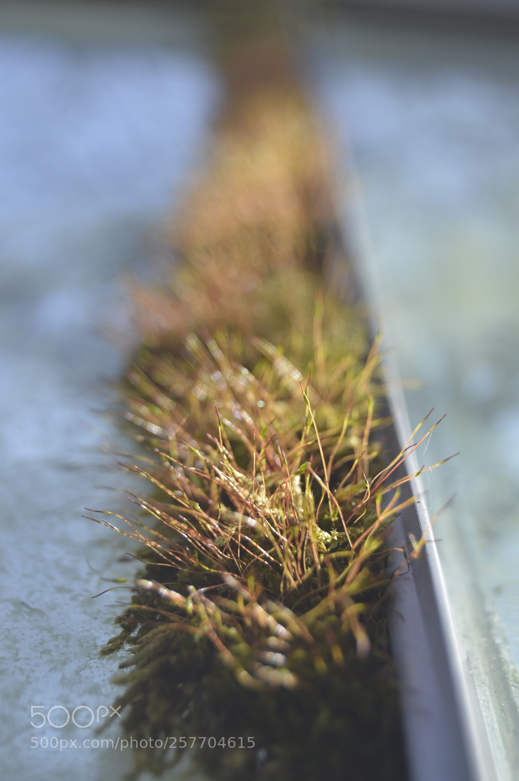 Nikon D3200 sample photo. Dansk natur photography