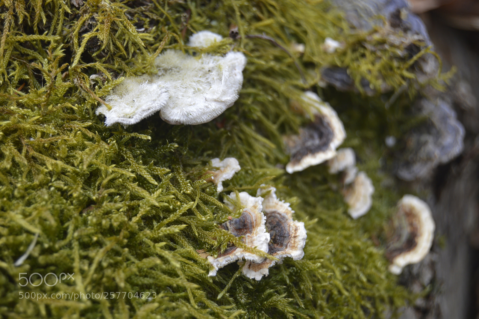 Nikon D3200 sample photo. Dansk natur photography