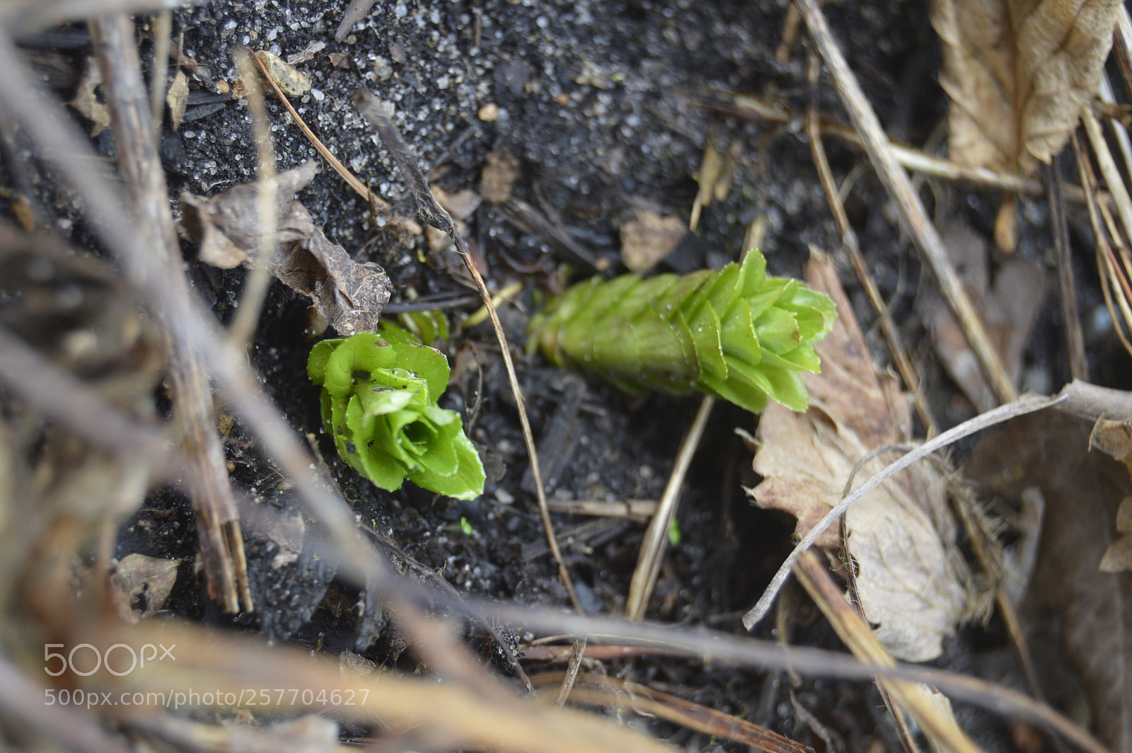 Nikon D3200 sample photo. Dansk natur photography