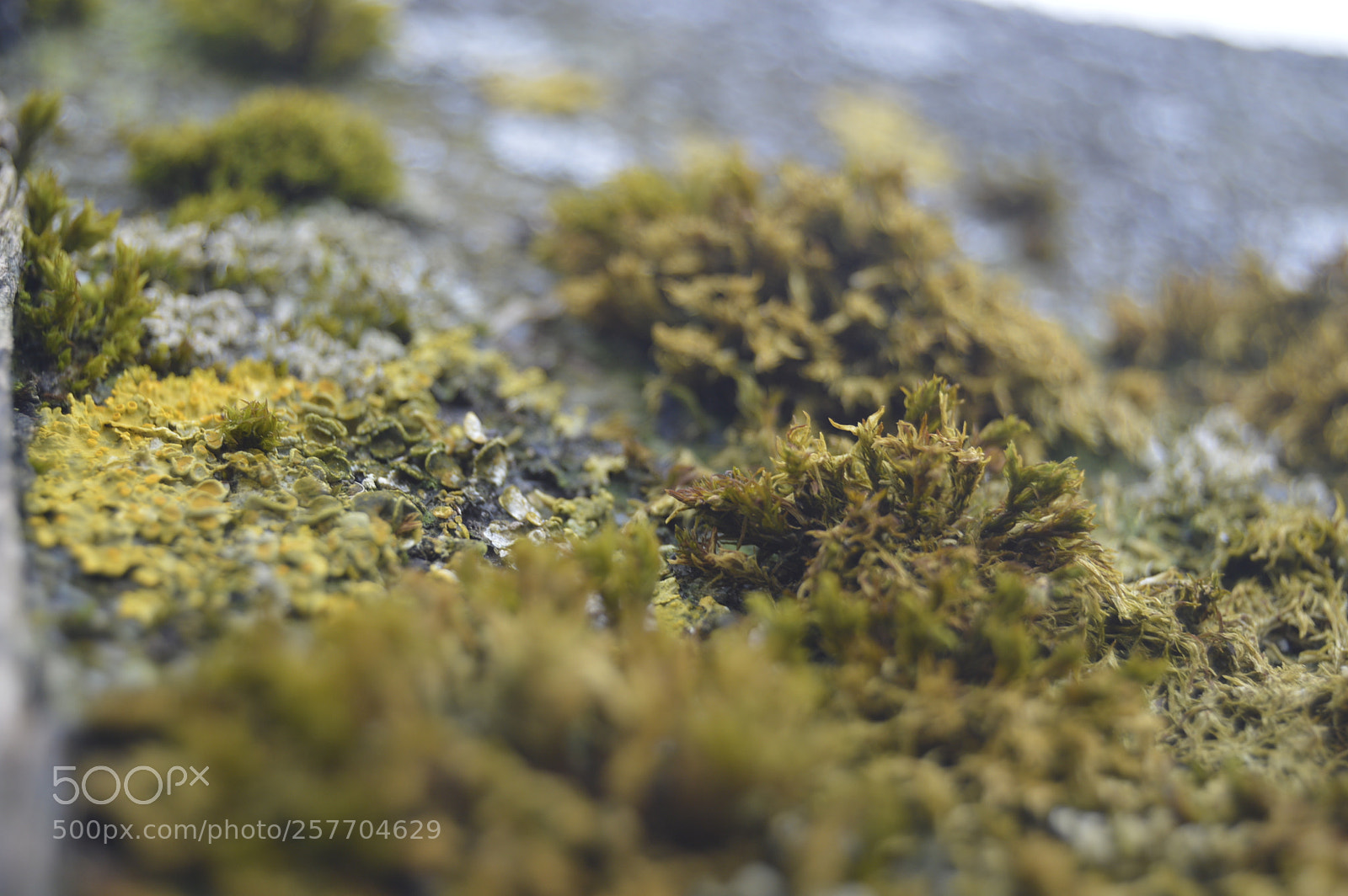 Nikon D3200 sample photo. Dansk natur photography