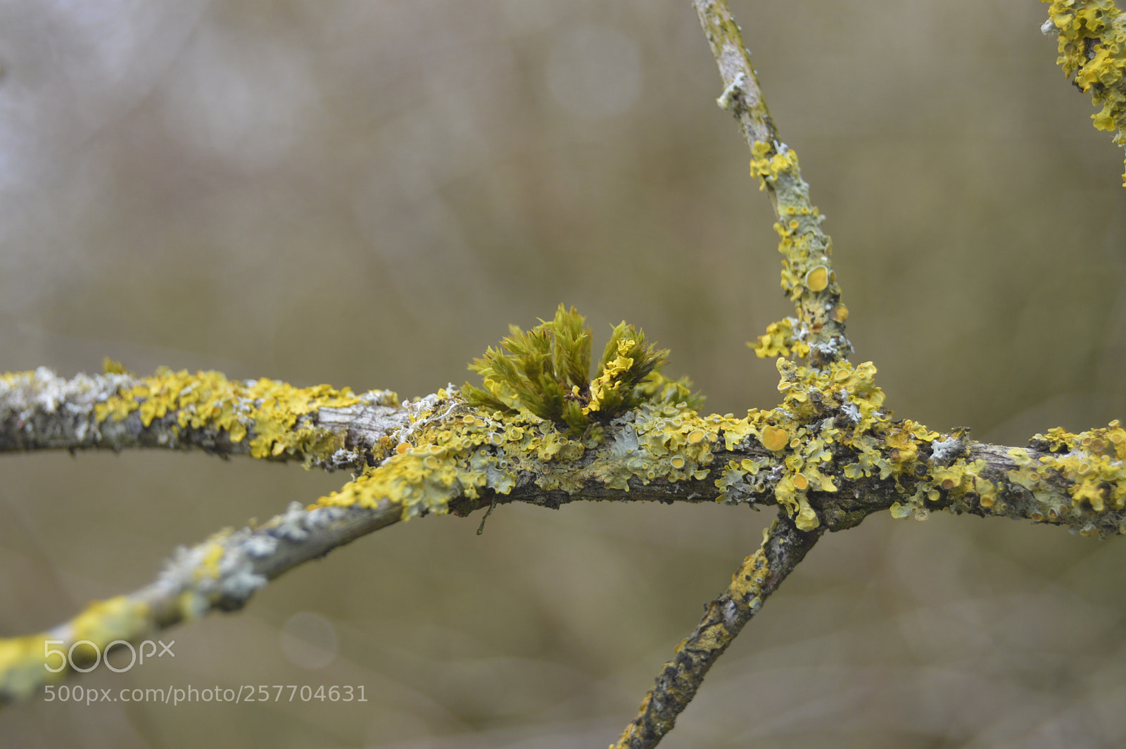 Nikon D3200 sample photo. Dansk natur photography